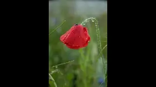 Kissed By The Rain.