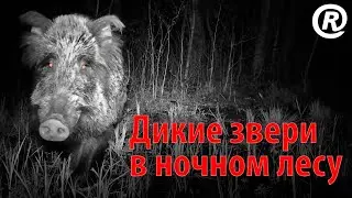 Дикие звери в ночном лесу