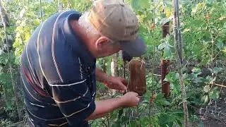 Делаем саженцы на воздушных отводках