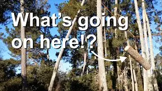 Using one rope to guide a terrible tree