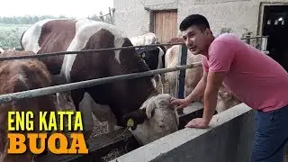 MOL BOQISH SIRLARI, YOZGI QISHGI MOLHONA, KUCHLI OZUQA.