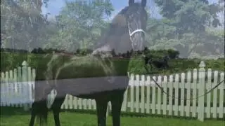 Dutch harness horse High Command CG