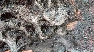 timelapse  stingless working bee