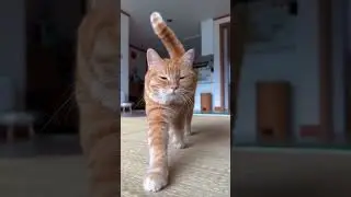hiiii#kitten #kitty #pets #cat #catlover #kittycat #lovelypets #funnycat