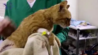 a poor kitten lost his tail and leg