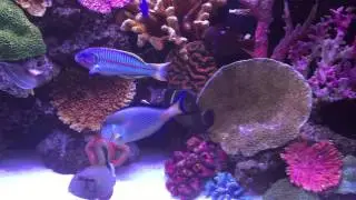 My aquarium 07/2015