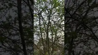 Robin In Tree Tweeting