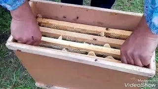 Поездка за пчелопакетами!Встреча с другом!