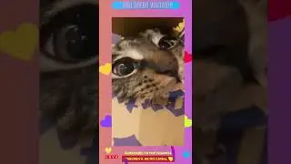 Não quero visitas em casa!!! #shorts (cute cats)