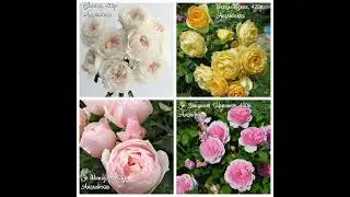 Каталог роз на весну🌹Для заказа пишите в комментариях 🌹🌹🌹