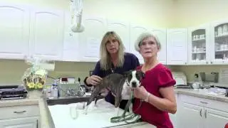 Can Laser Therapy help muscle and joints? Animal Oasis Hospital, Dr Stacy Huber