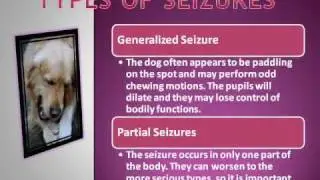 How to Spot Dog Seizure Symptoms
