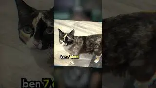 Il GATTO Spedito in un Pacco AMAZON