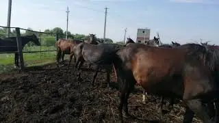 Выпустил взрозлого жеребца в табун. в табуне сразу 3 жеребца