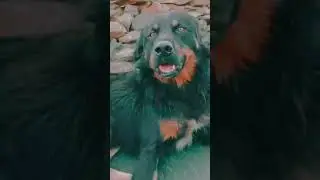 DOGS (कुकुर) 🥺❤️ #shorts #trending #dog