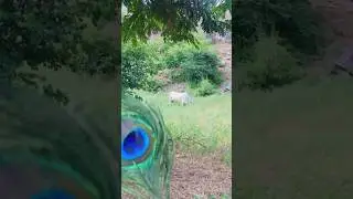 🦚 Кришна никогда не покидает Вриндаван