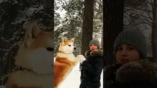 Акита ину на улице часть 11 🦁 #акита, #акитаину, #akitainu, Akita InuАкита