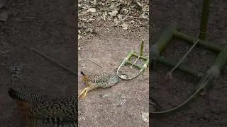 amazing quail trap