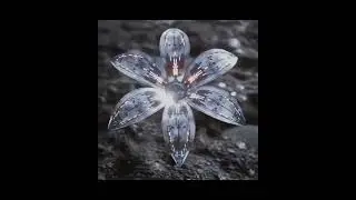 Beautiful 3d Flower in Blender | blenderguppy | 