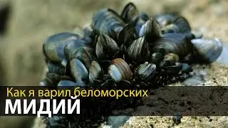 How I brewed the White Sea mussels | Camp kitchen | Kayaking Adventures