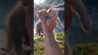 Котята