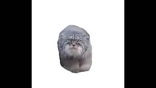 Манул