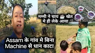 Gaon Me Aj Dhan Kata sab milkar || Paddy Cutting Vlogs @DorendraSingha