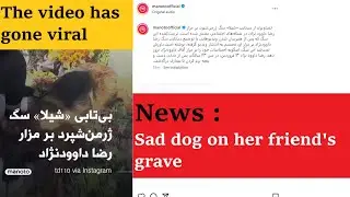 News : Viral video on Instagram Sad dog on her friend's grave The impatience of the dog on the grave