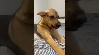 SURPRISED BY MY RESCUE PUPPY WHEN I GOT HOME