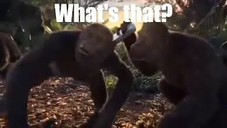 0 skill