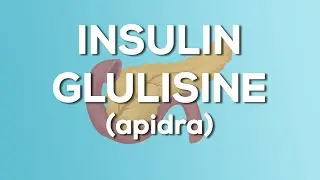 Insulin Glulisine (Apidra) Nursing Drug Card (Simplified) - Pharmacology