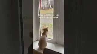 БЕДНЫЙ КОТ