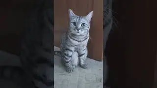 Туфли хочу!