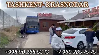 Ташкент Краснодар автобус 