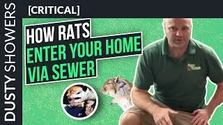 How Rats Enter Homes Via Sewer Pipes