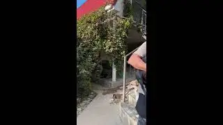 Лана Помощь Бездомным Животным Знакомьтесь, Маргоша мать детей подземелья