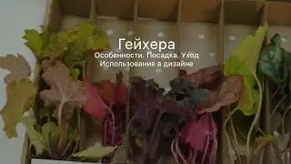 Гейхера. Особенности. Посадка. Уход. Использование в дизайне сада.