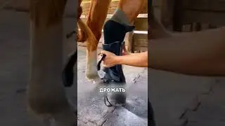 Мудрая хозяйка отплатила верностью ЛОШАДКЕ🥰🔥🐴