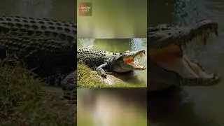 How This Crocodile 🐊 Crashed the Plane 😲