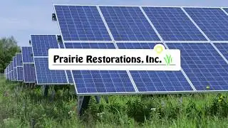 Restoring Native Prairie Grasses and Flowers under Solar Array in Minnesota