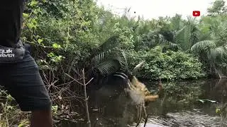 niat mancing Squidward malah dapat tuan krab || tarikannya itu loh