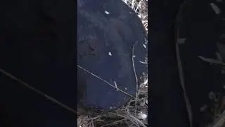 Находка в блиндаже бомба🔥 Выкопал яму по пояс.. Поиск с металлоискателем #коп #находка #лес #поиск