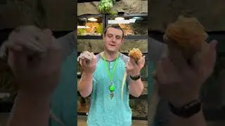 GAME TIME! WHICH IS THE BEARDED DRAGON? WITH MIKE I THE REPTARIUM