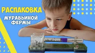 Распаковка муравьиной фермы