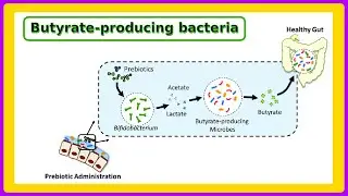 butyrate producing bacteria