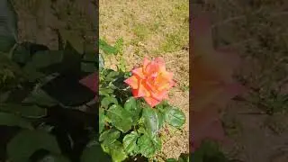 Любимые розы