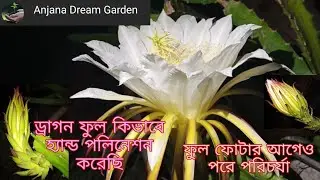 How to hand pollination & care for Dragon flower#Flower of Dragon fruit