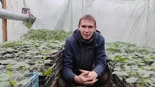 Как мы подготовились к высадке рассады огурца в феврале