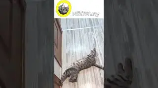 Хлорный балдёж.
