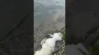 Краснодарский край мор рыбы и рака!!! экологическая катастрофа река Понура.